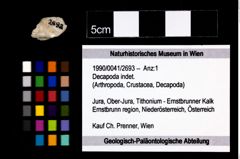 Foto (Objekt + Etikett) von Decapoda indet.  (NHMW-GEO-1990-0041-2693)